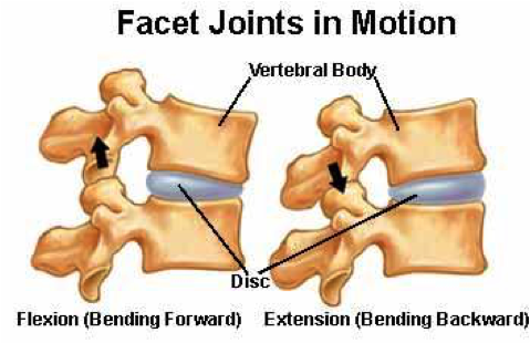 Facet Joint