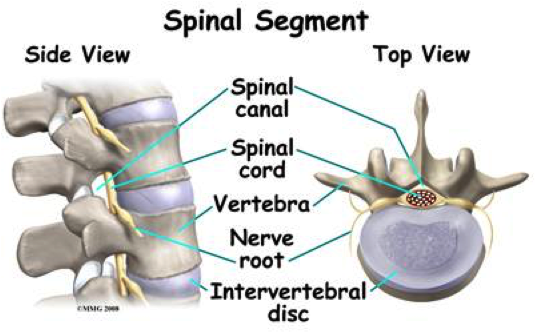 Spinal Segment